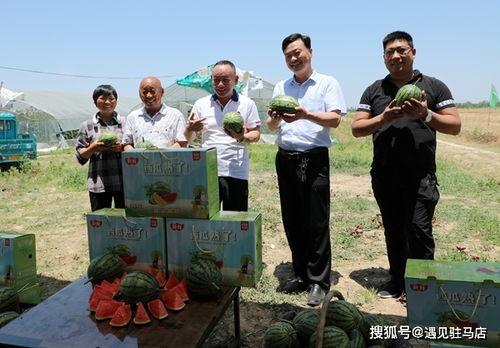娱乐吃瓜小金鱼小说,小金鱼吃瓜记