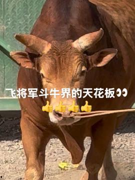 娱乐吃瓜酱牛,揭秘娱乐圈那些不为人知的幕后故事