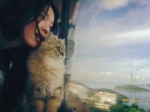 娱乐吃瓜君与猫,揭秘娱乐圈的萌宠生活