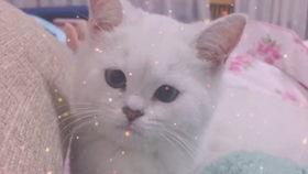 娱乐吃瓜酱可爱小鱼,可爱小鱼带你畅游娱乐圈