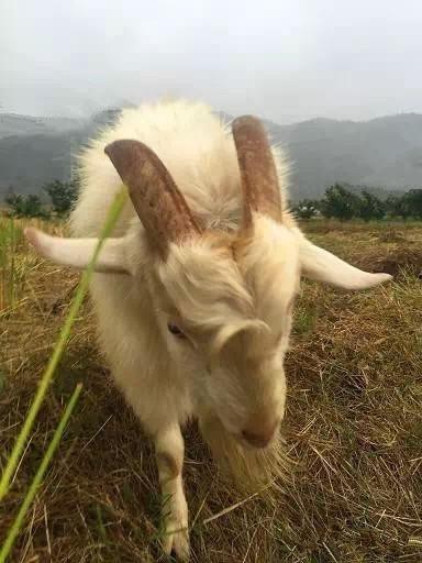 娱乐吃瓜酱外婆养大的羊羊长啥样,娱乐吃瓜酱的温馨回忆