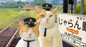 娱乐吃瓜喵散步,散步中的娱乐圈八卦揭秘