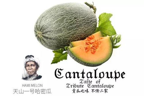 娱乐吃瓜项目推荐