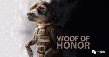 吃瓜娱乐汪,揭秘娱乐圈那些事儿