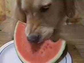 吃瓜娱乐汪,揭秘娱乐圈那些事儿